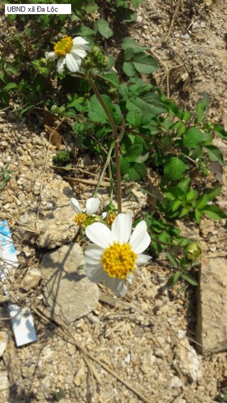 UBND xã Đa Lộc