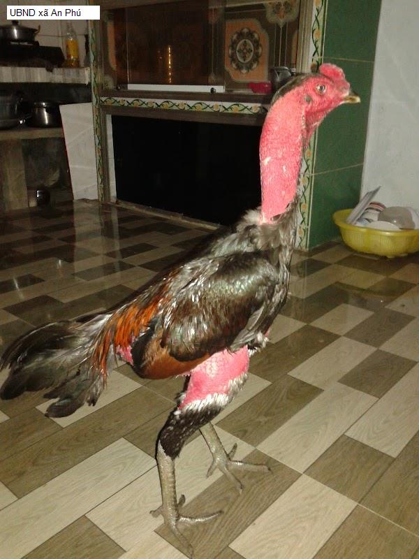 UBND xã An Phú
