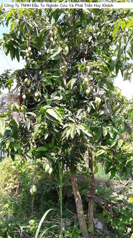 Công Ty TNHH Đầu Tư Nghiên Cứu Và Phát Triển Huy Khánh